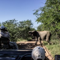 elephant Big five south africa
