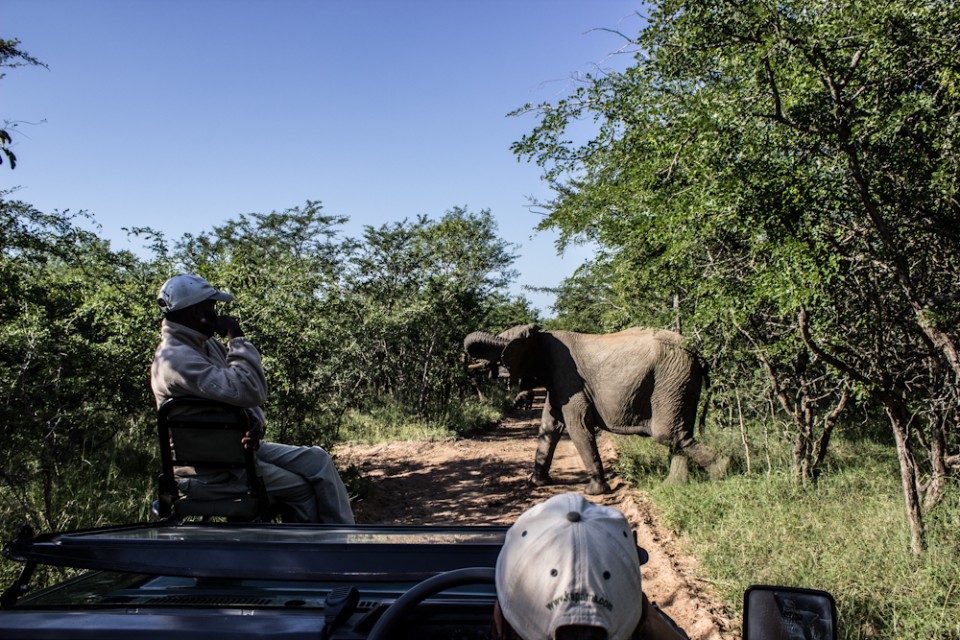 elephant Big five south africa