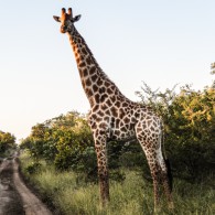 giraffe Big five south africa