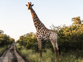 giraffe Big five south africa