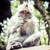 monkeys in ubud bali-5