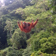 Orang-utan