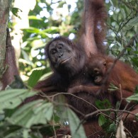 orang utans borneo-9