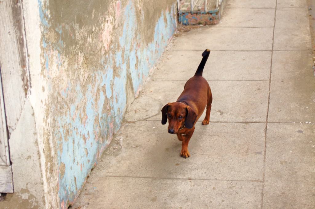 Kuba Hunde