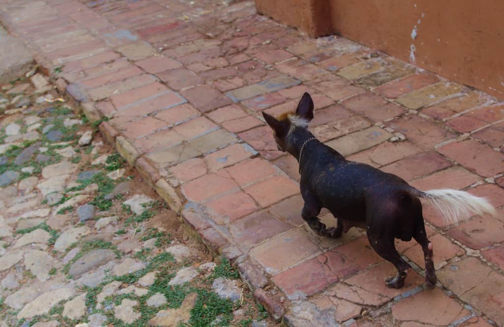 cuban dogs