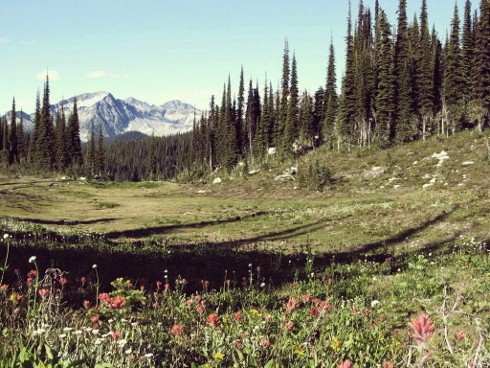 pink flowers with pine trees, green grass and mountains in the distance