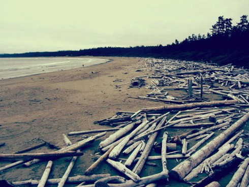 Drift wood on a beach in the Pacific Rim National Park an essential stop on any Road trip Canada