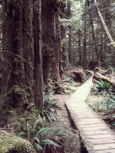 wooden path leading through a forest