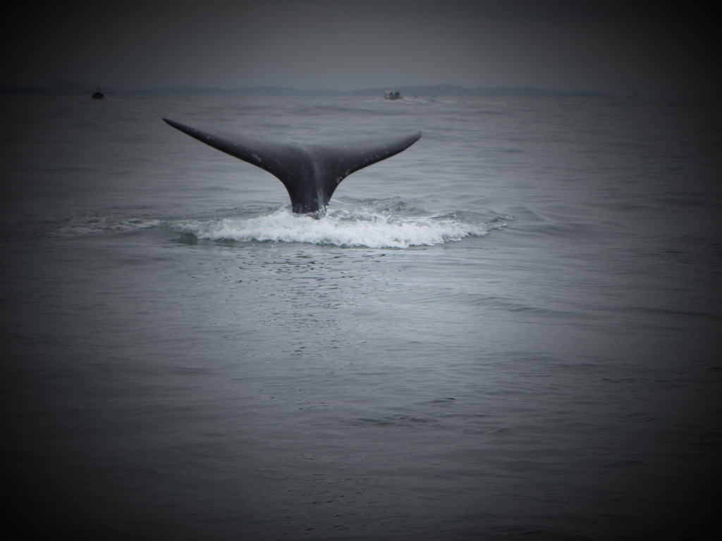 whale tail emerging from the water in a splash