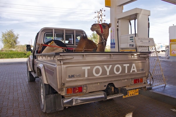 Kamel an der Tankstelle, Oman