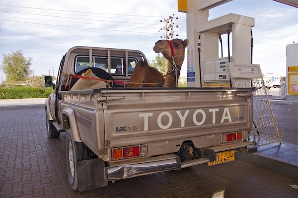 a camel at the gas station_klein Kamel an der Tankstelle in einem Pick-up-Truck im Oman