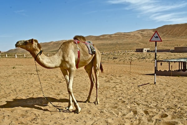 How to get the most out of a day in the desert