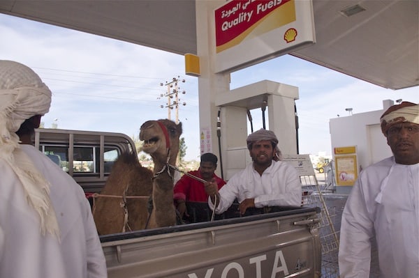 angry camel gas station oman