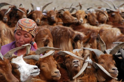 mongolei reise