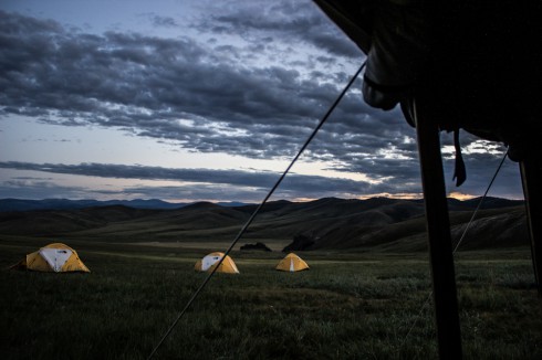 mongolei wölfe