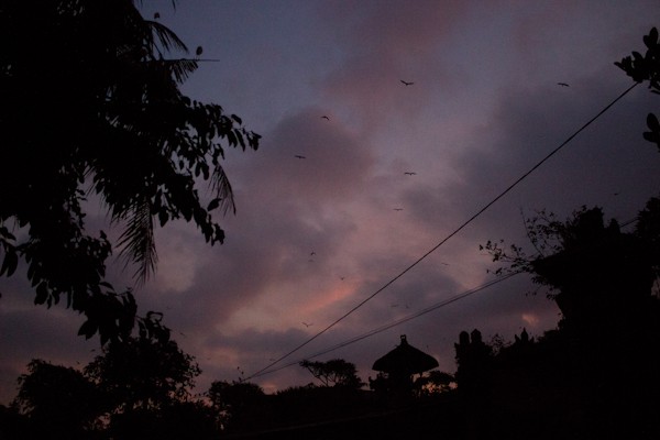 The Returning Souls and Sacred Birds of Petulu, Bali