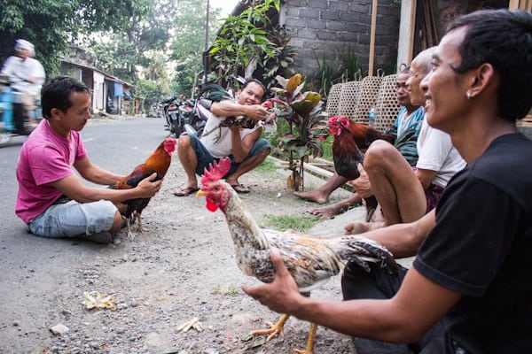 Petulu, ein Dorf auf Bali – Von heiligen Vögeln und wiedergeborenen Seelen