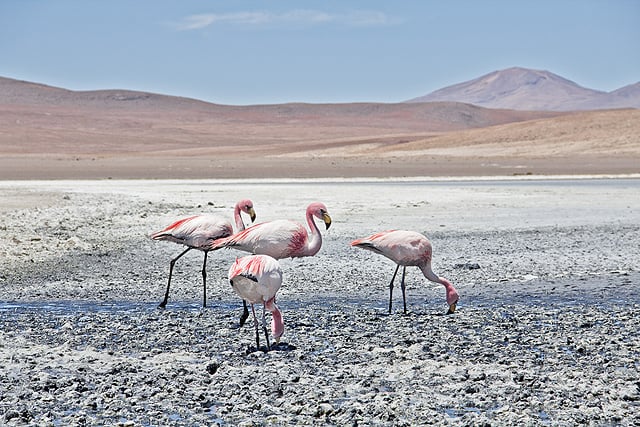 Bolivia Flamingos