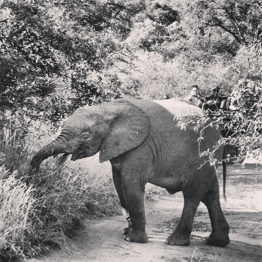 baby elephant