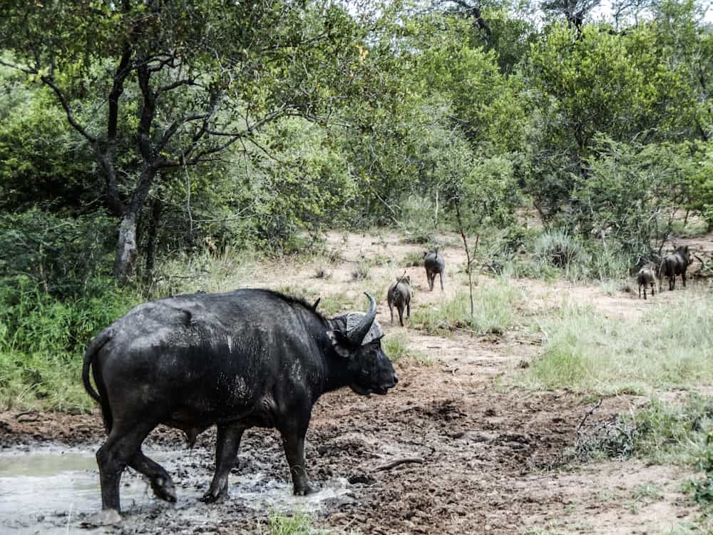 buffalo Big five south africa