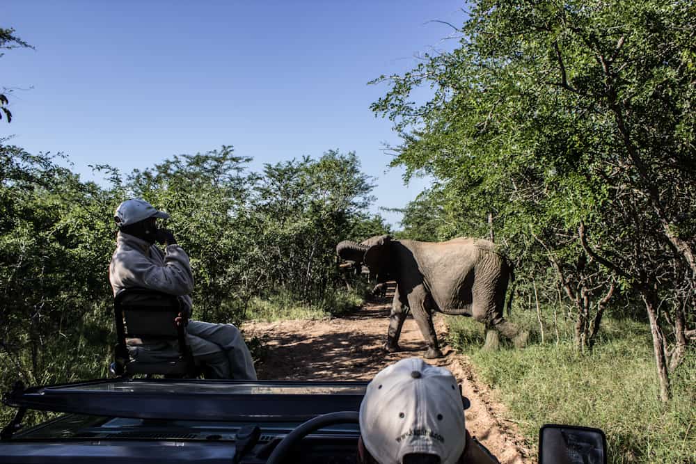 elephant Big five south africa