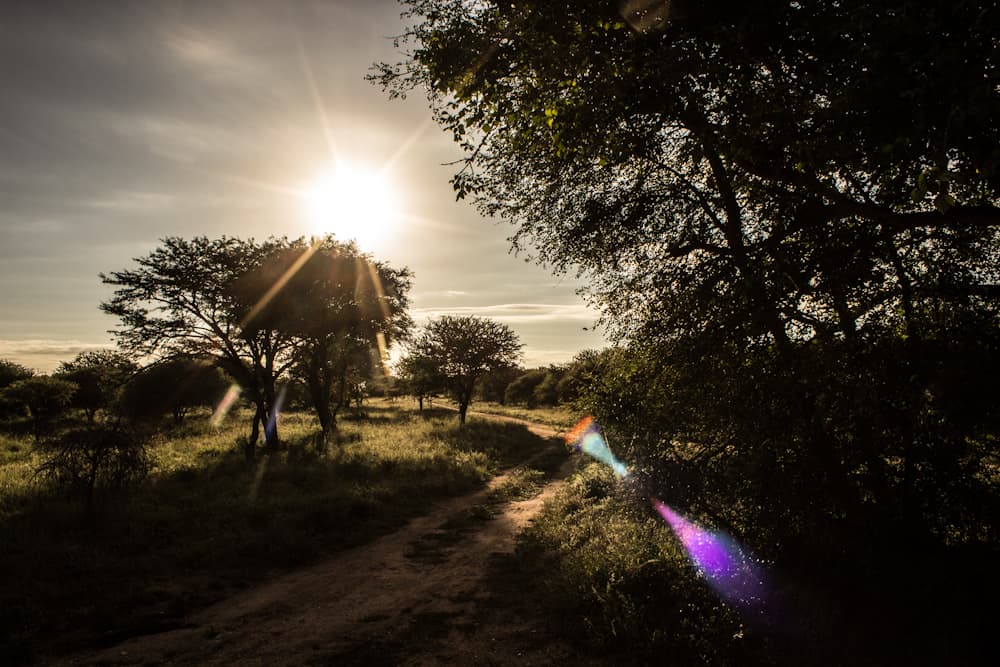 lens flare Big five south africa
