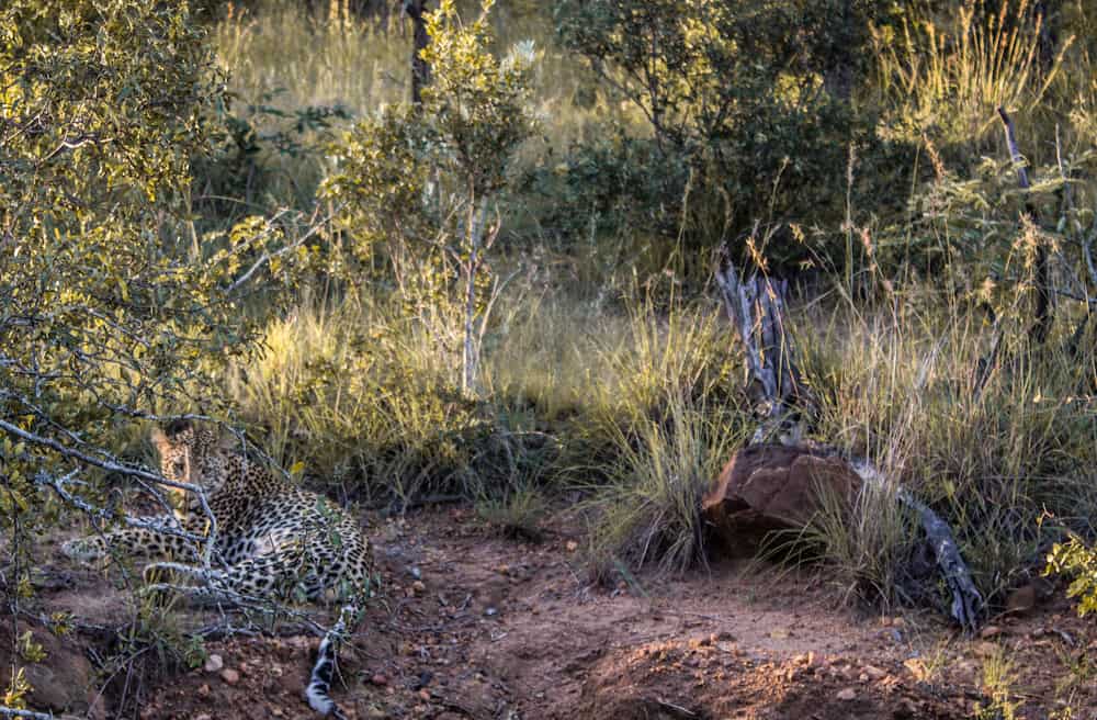 leopard 1 Big five south africa