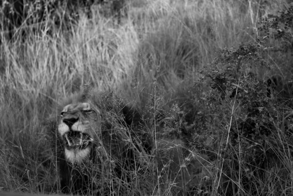 lion 1 Big five south africa