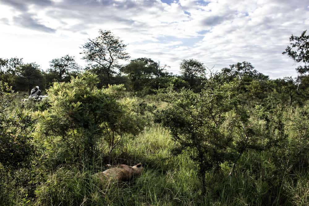 lion Big five south africa