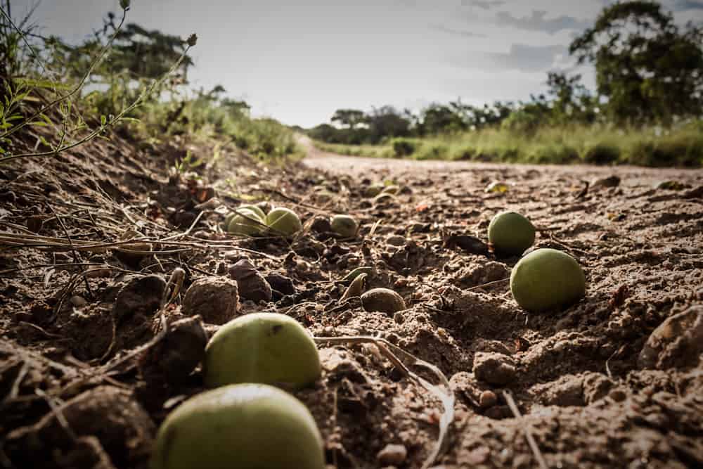 marula Big five south africa