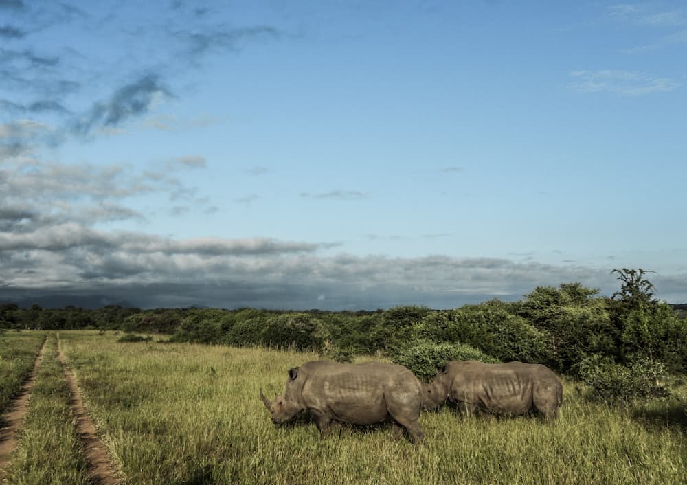 rhinos Big five south africa