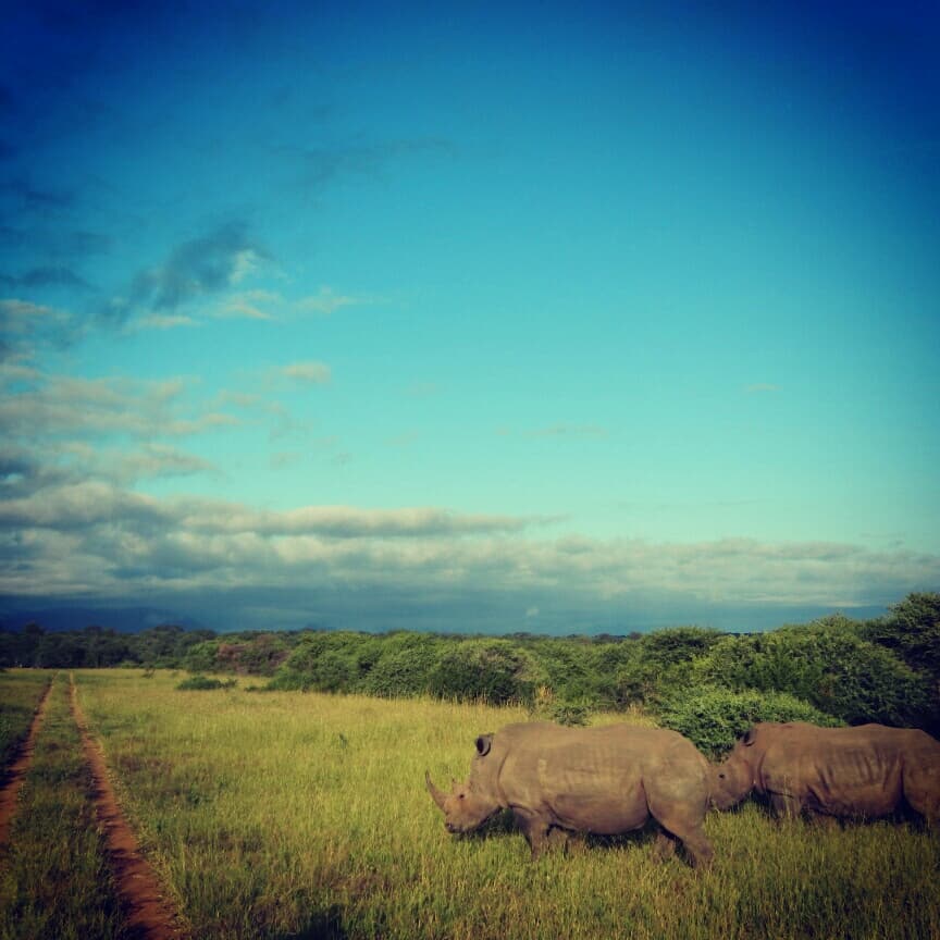 two rhinos crossing