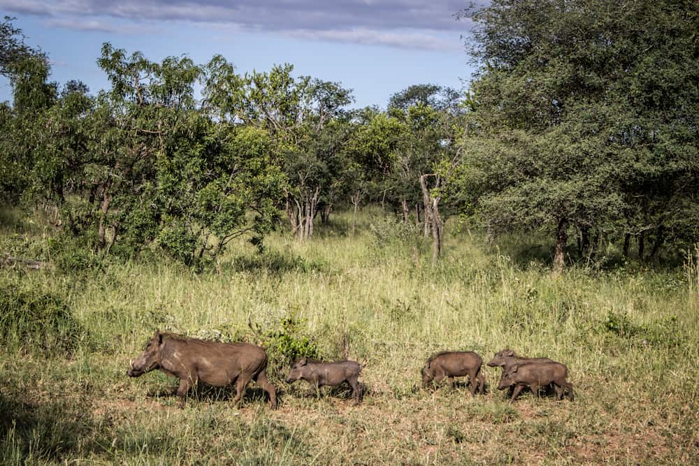 wart hog Big five south africa