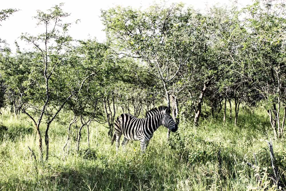 zebra Big five south africa