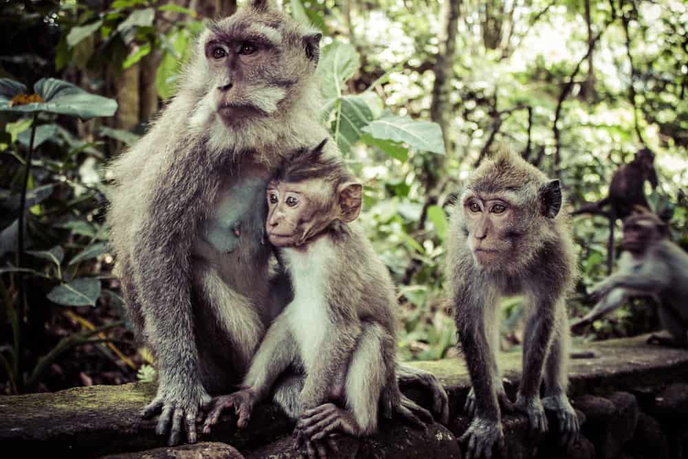 monkeys in monkey forest in ubud bali