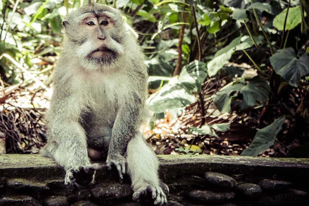 monkeys in monkey forest ubud bali