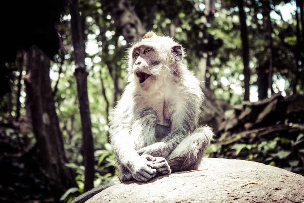 monkeys in monkey forest ubud bali