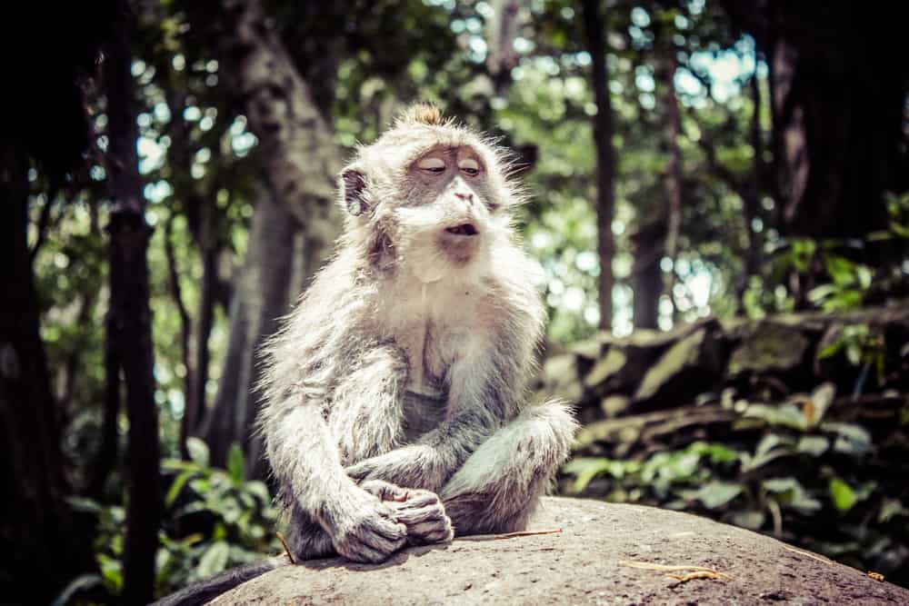 monkeys in monkey forest ubud bali