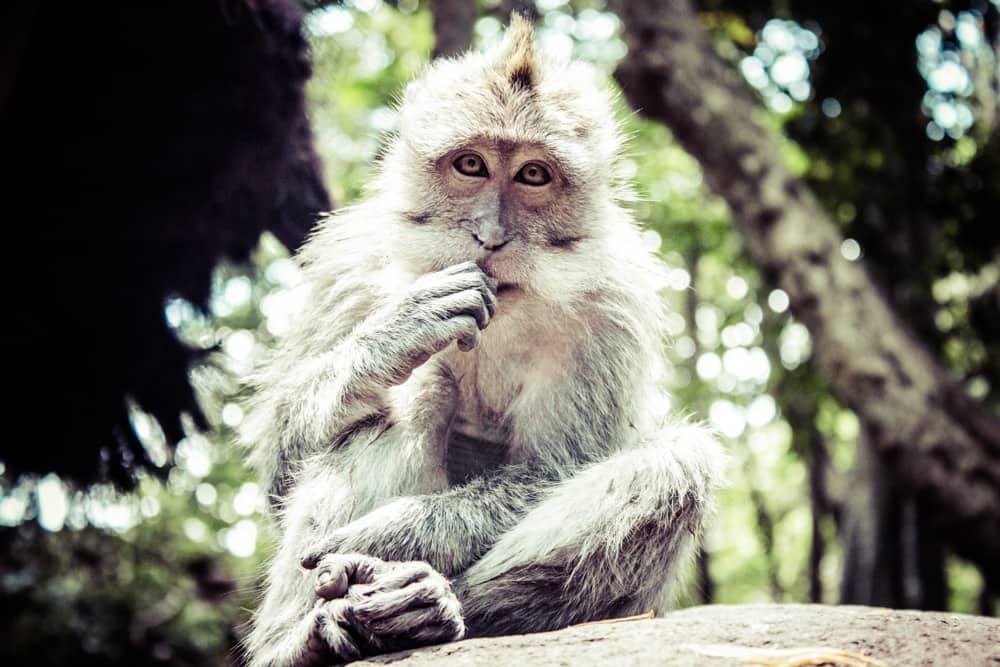 monkeys in monkey forest ubud bali