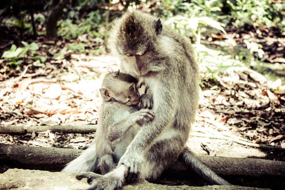 monkeys in monkey forest ubud bali