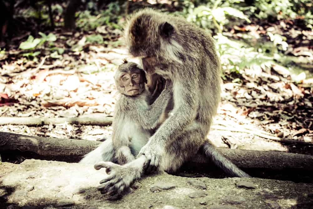 monkeys in monkey forest ubud bali