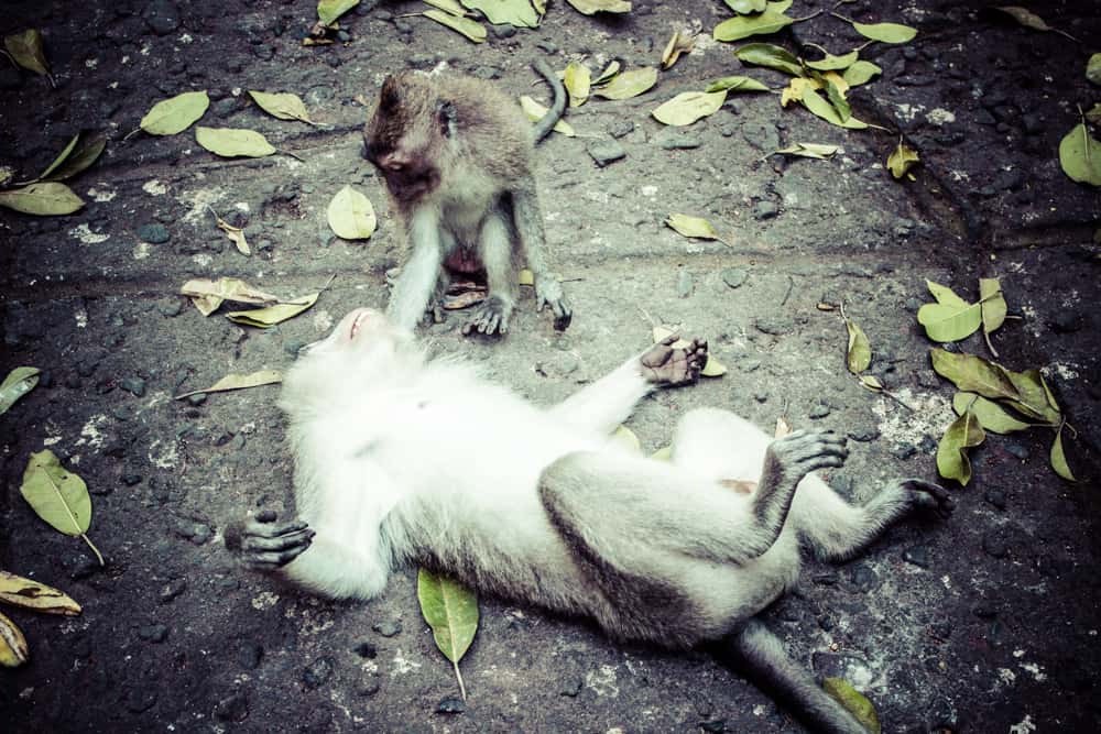 monkeys in monkey forest ubud bali