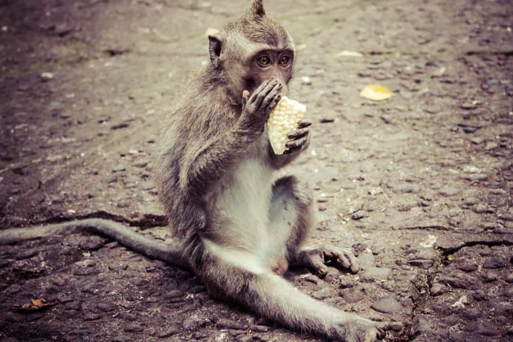 monkeys in monkey forest ubud bali