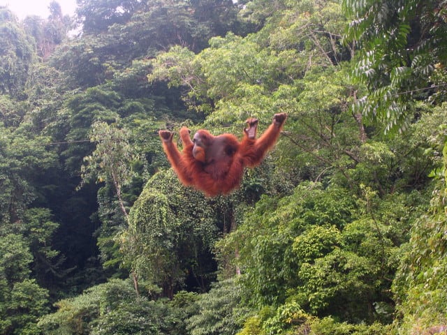 Orang-utan