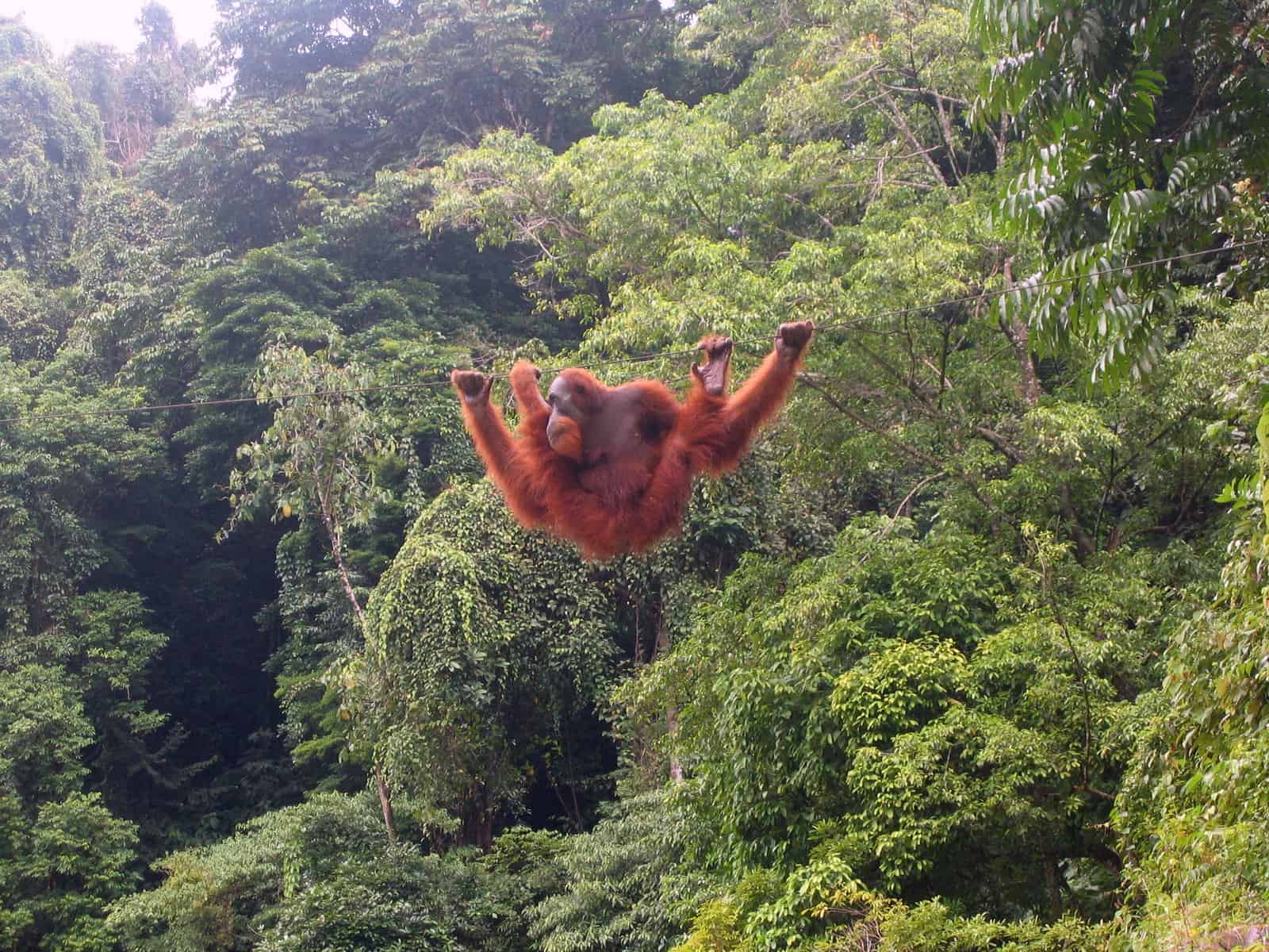 Die Sache mit den Schmetterlingen. Und der Angst. Und Borneo.