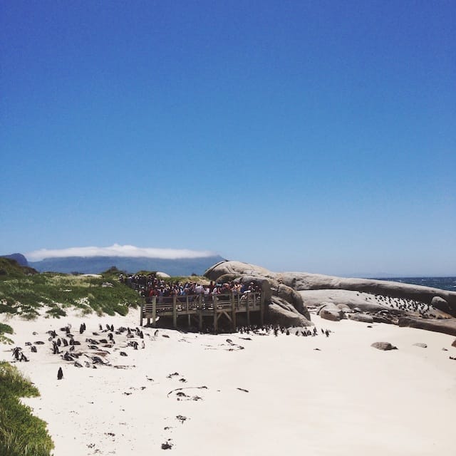 Boulders Beach Penguins Cape Town