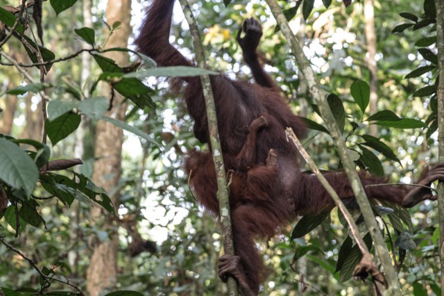 orang utans in borneo 11