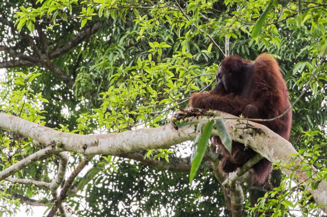 Orang Utans in Borneo 2