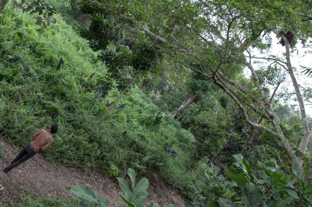 orang utans borneo-3