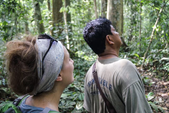 Orang Utans in Borneo